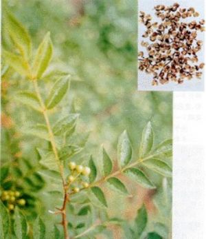 花椒原植物及药材