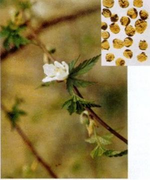 覆盆子原植物及药材