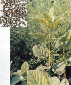 补骨脂原植物及药材