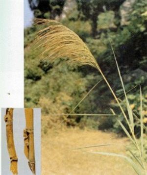 蘆根原植物及藥材