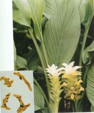 姜黄原植物及药材
