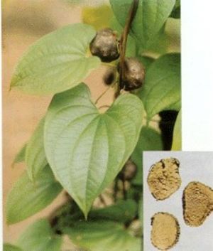 黄药子原植物及药材