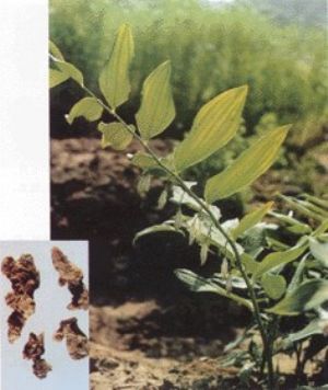 黄精原植物及药材