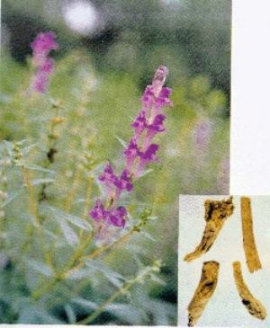 黃芩原植物及藥材