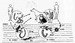 曼氏迭宮絛蟲生活史