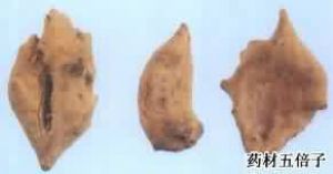 药材五倍子