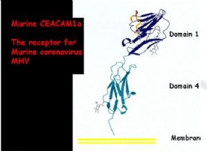 murine CEACAM1