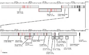 图 8.	已知 SARS 病毒株全基因组的碱基替换分布图 (CMBI Modified, May 1,2003)