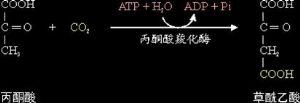 丙酮酸羧化