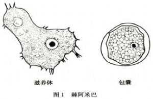 棘阿米巴