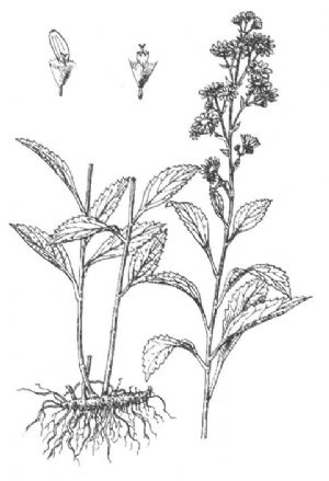 一枝黄花