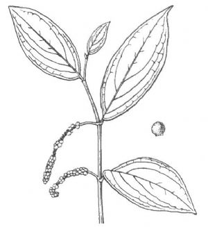 十八症原植物光轴苎叶蒟