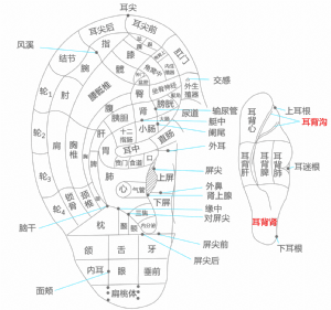 耳背溝的位置