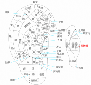 耳穴·耳迷根的位置