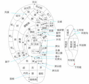 耳穴·下耳根的位置