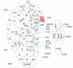 耳穴·外生殖器的位置