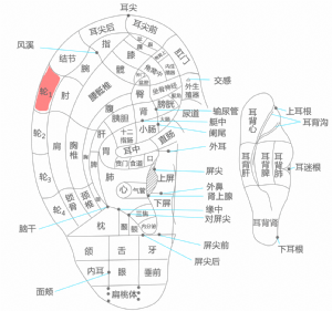 耳穴·轮1的位置