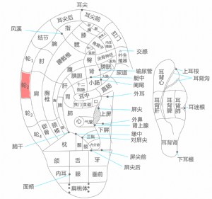 耳穴·轮2的位置
