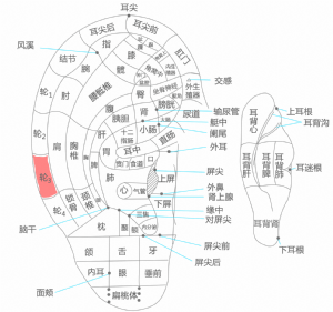 耳穴·輪3的位置