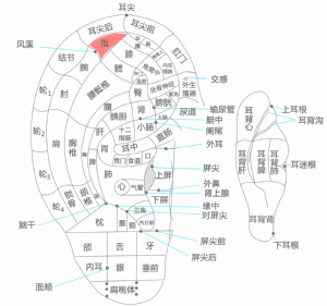 耳穴·指的位置