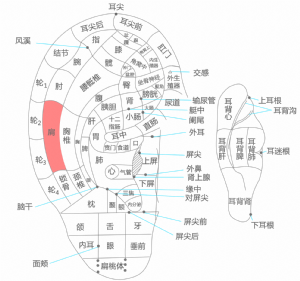 耳穴·肩的位置