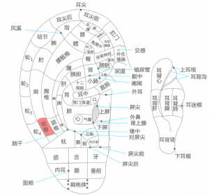 耳穴·鎖骨的位置