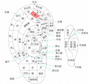 耳穴·膝的位置