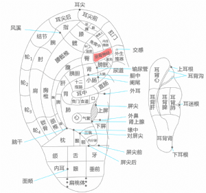 耳穴·坐骨神經的位置