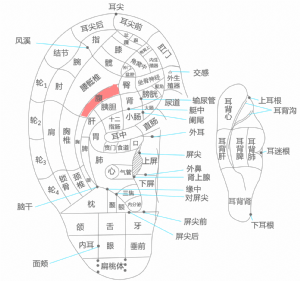 耳穴·腹的位置