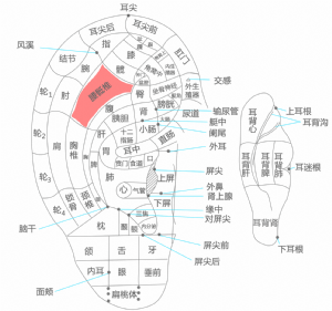 耳穴·腰骶椎的位置