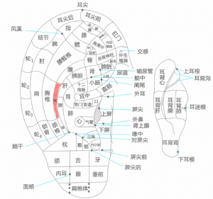 耳穴·胸的位置