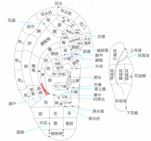 耳穴·頸的位置