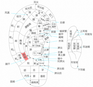 耳穴·颈椎的位置