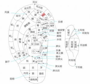 耳穴·角窩上的位置