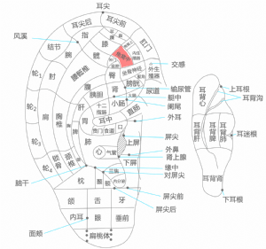 耳穴·角窩中的位置