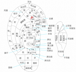 耳穴·神门的位置
