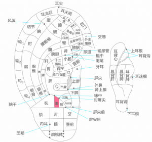 耳穴·颞的位置