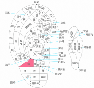 耳穴·枕的位置