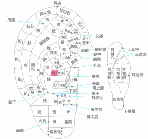 耳穴·賁門的位置