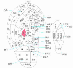 耳穴·胃的位置