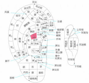 耳穴·十二指肠的位置
