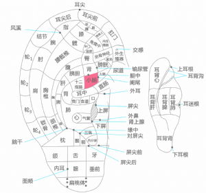 耳穴·小肠的位置