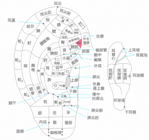 耳穴·艇角的位置