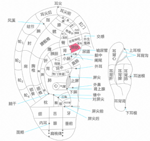 耳穴·膀胱的位置