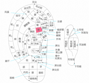 耳穴·肾的位置