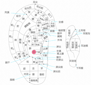 耳穴·心的位置