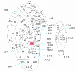 耳穴·气管的位置
