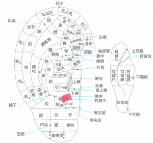 耳穴·三焦的位置 耳穴·三焦的位置