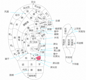 耳穴·内分泌的位置