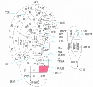 耳穴·牙的位置